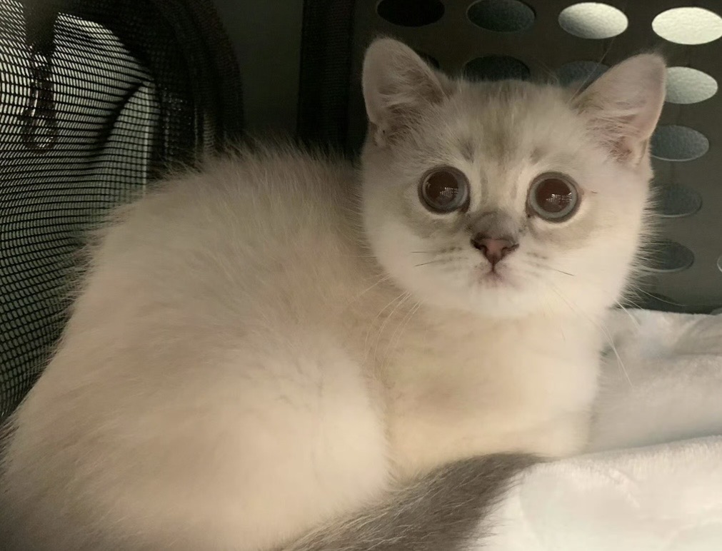 Tianfu as a kitten in 2019